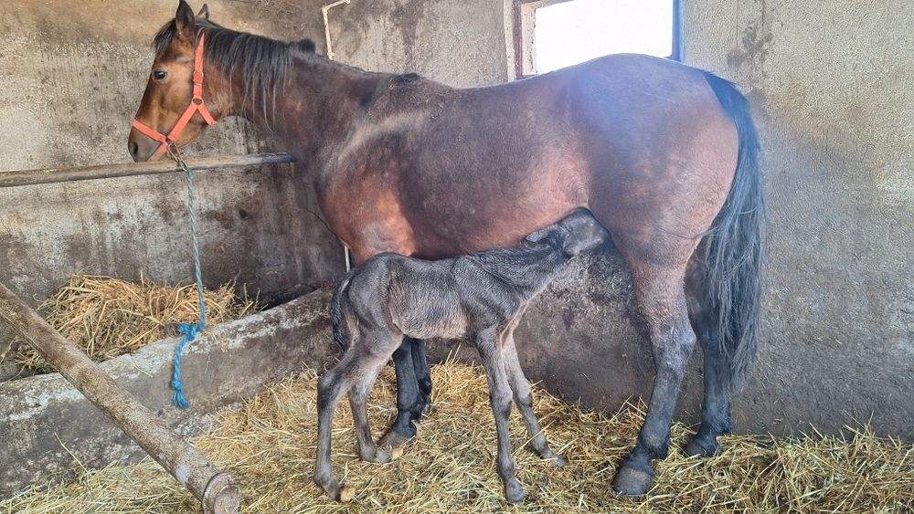 Vand iapa trapasa fatata