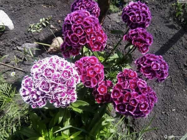Продам цветы гвоздика турецкая