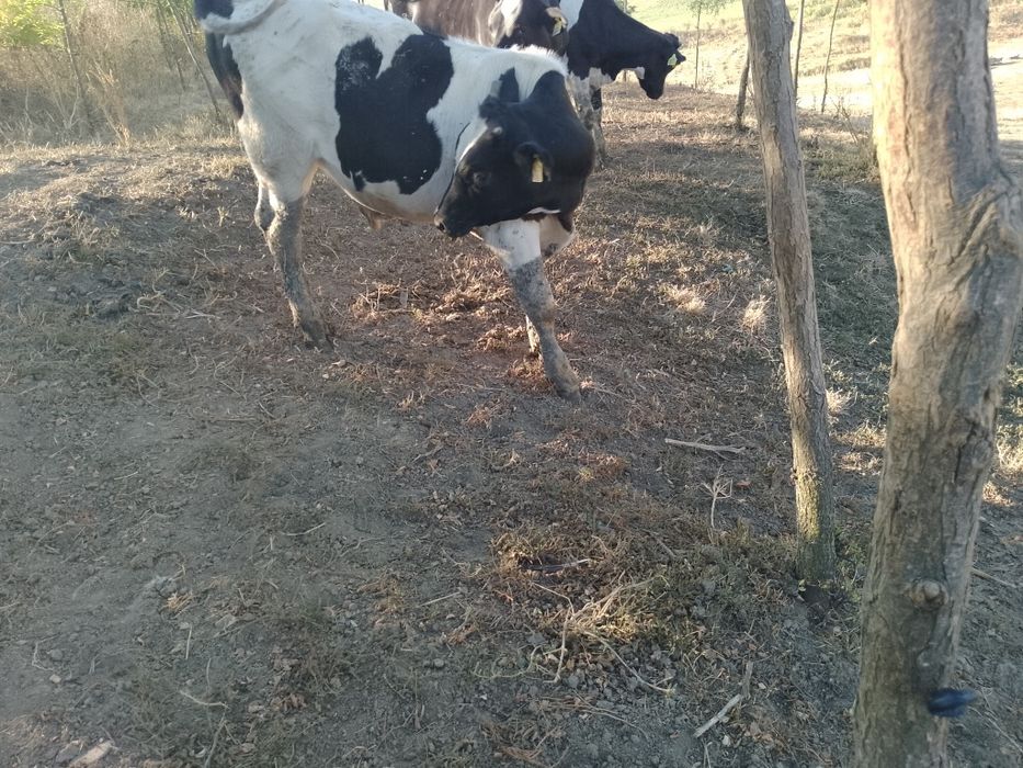 Vitei de vanzare