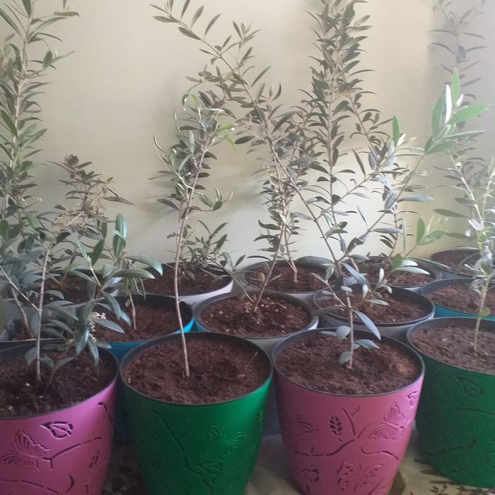 Оливковое дерево (Зайтун кучатлар)саженцы