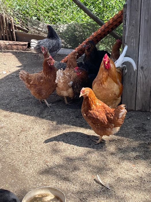Vând familie de 8 găini si 1 cocos de casa