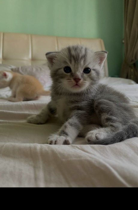 Породистые котята