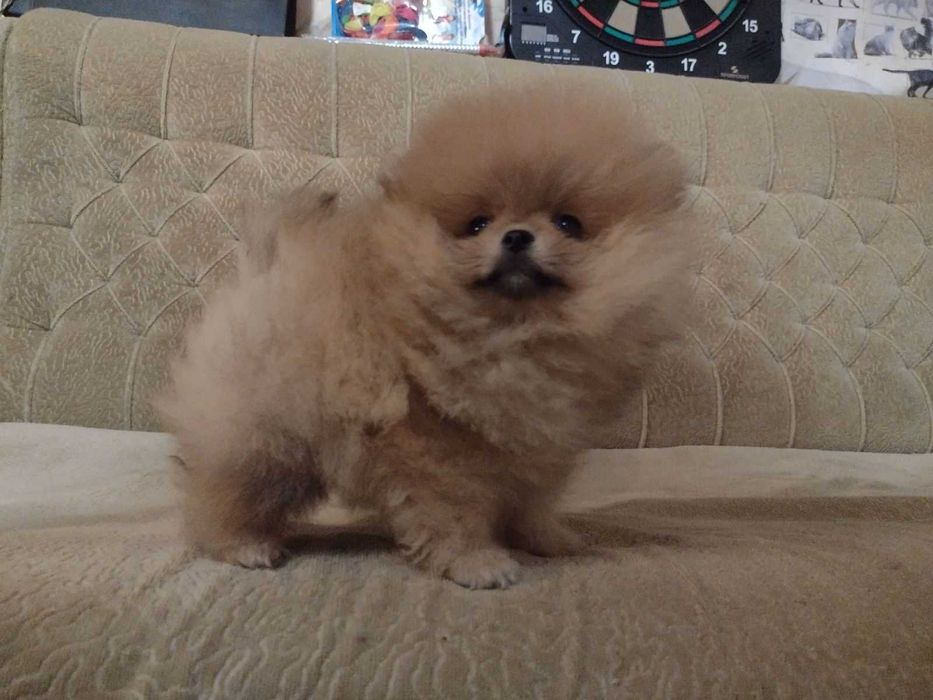 померански шпиц-мъжко и женско кученце