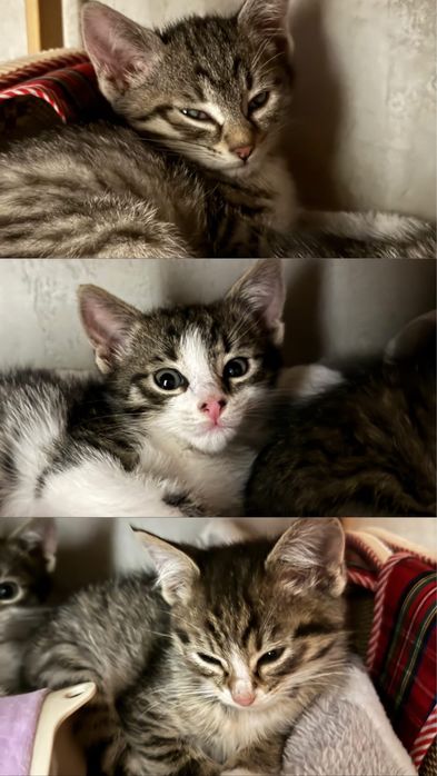 Отдам котят бесплатно