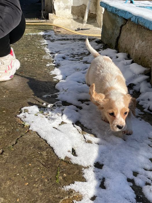 Продават се кокерчета