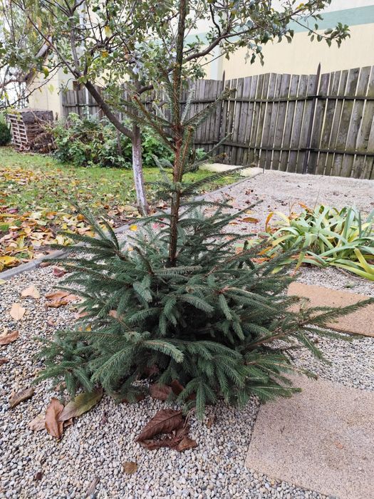 Vand 2 bradulete 1 m