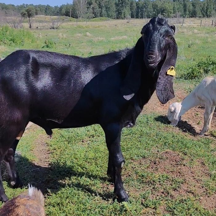 Племенной рабочий козёл 1,5 года
