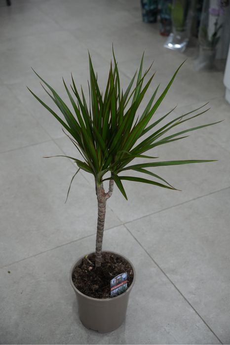 Драцена Маргината 70 см