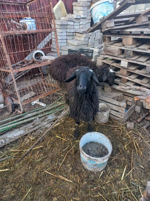 Продаётся две жирные токты.