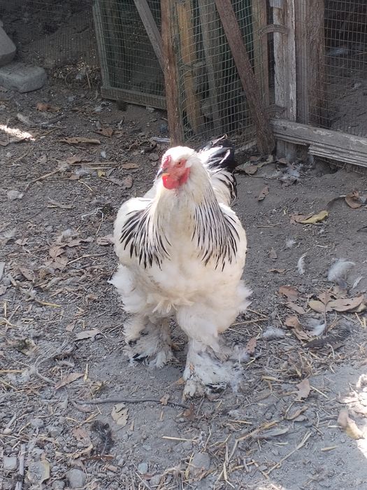 Garantiyasi bor kasaligi yo'q