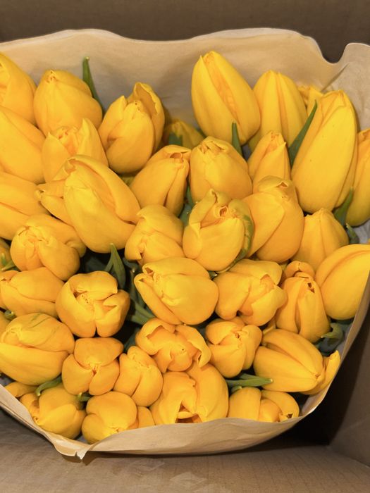 Продам тюльпаны 750