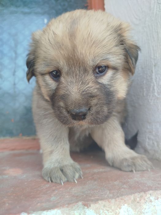 Отдам щенков девочек в хорошие руки безплатно