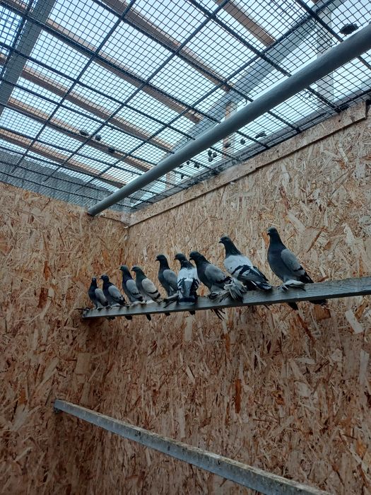 Голуби(молодежь) бойные