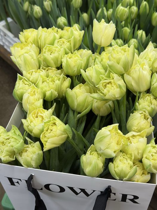 Тюльпаны  оптом и в розницу!