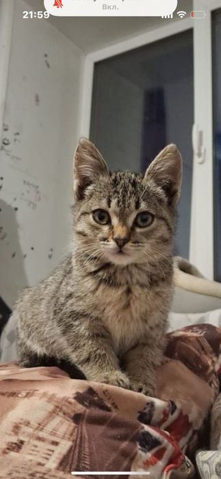 Отдам в добрые руки