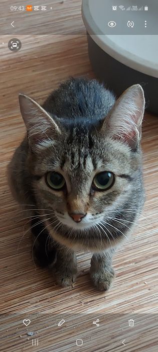 Кошка ищет хороший дом