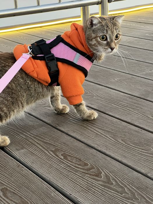 Очень смешная ласковая кошка в добрые руки