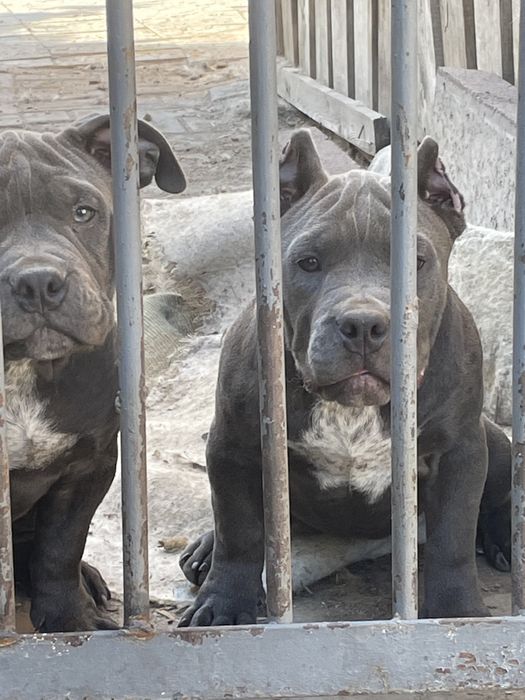 Американский булли