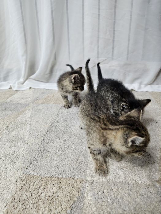 Отдам котят в хорошие руки