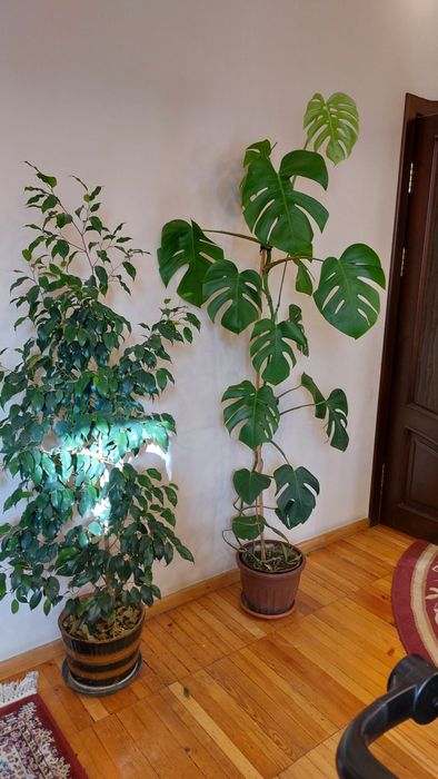 Большой,  высокий Монстерa 1.82см