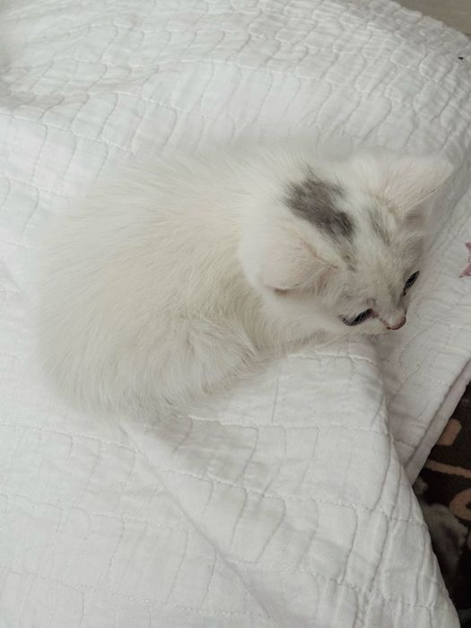 Игривый котёнок-мальчик ищет хозяев