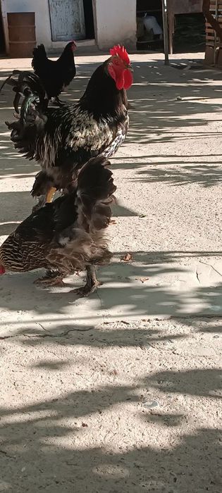 Svetli brama xo'roz sotiladi