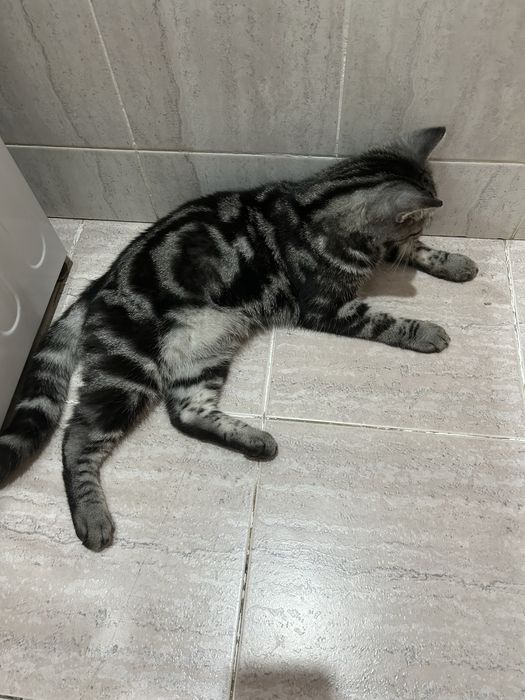 Отдам кота в добрые руки