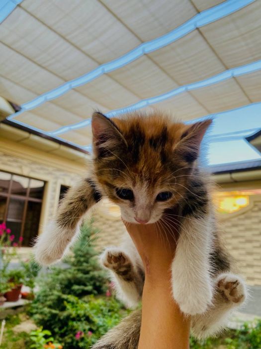 Отдам котят бесплатно