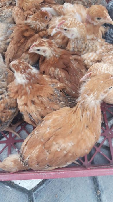 pui de carne și rasa mixta