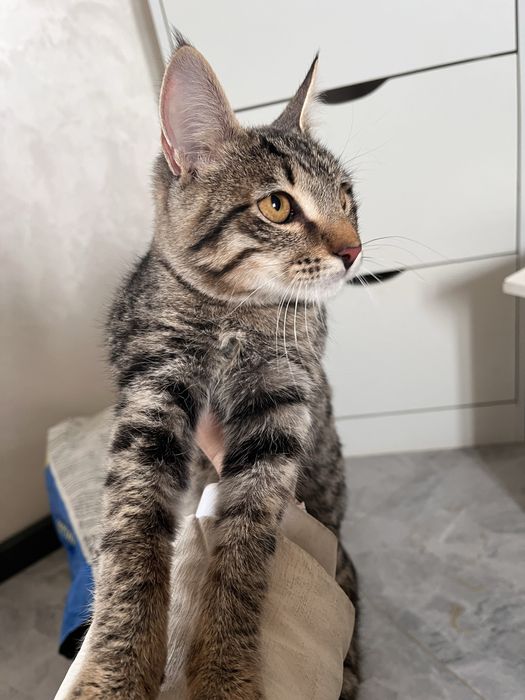 дам кошку мальчик