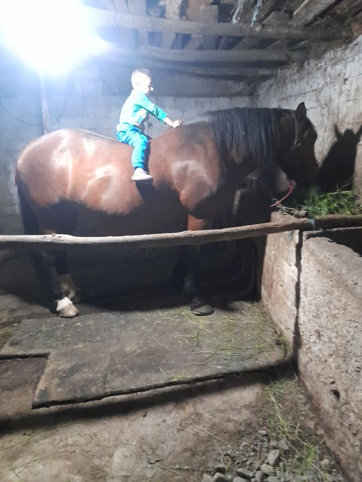 Vând iapa de 6 ani gestanta