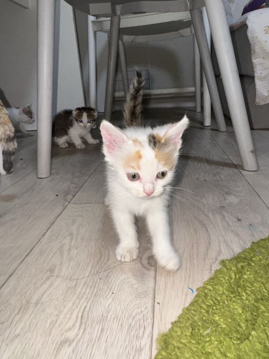 Отдам котят бесплатно