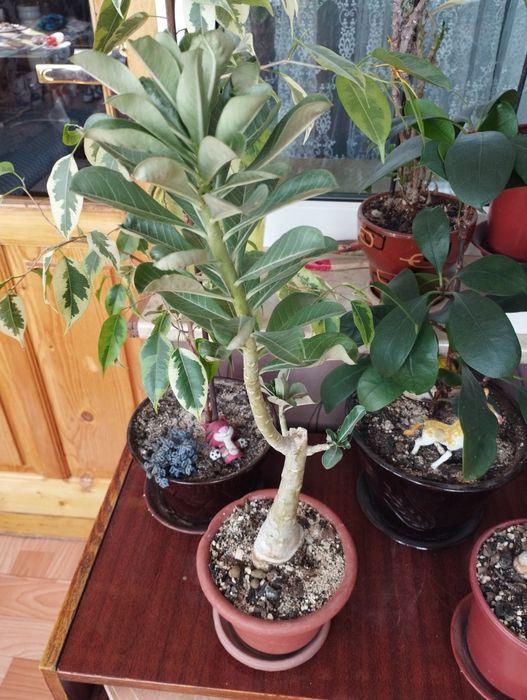 Адениум , роза пустыни