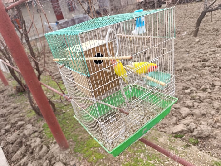 Para popugay sotiladi kletkasi bilan.