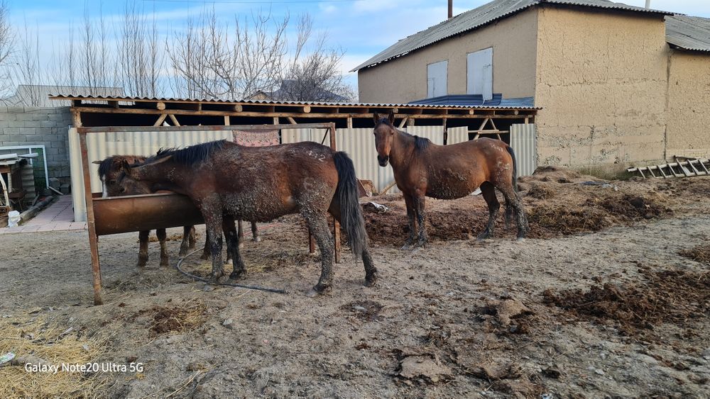 2 бас буаз бие сатылады