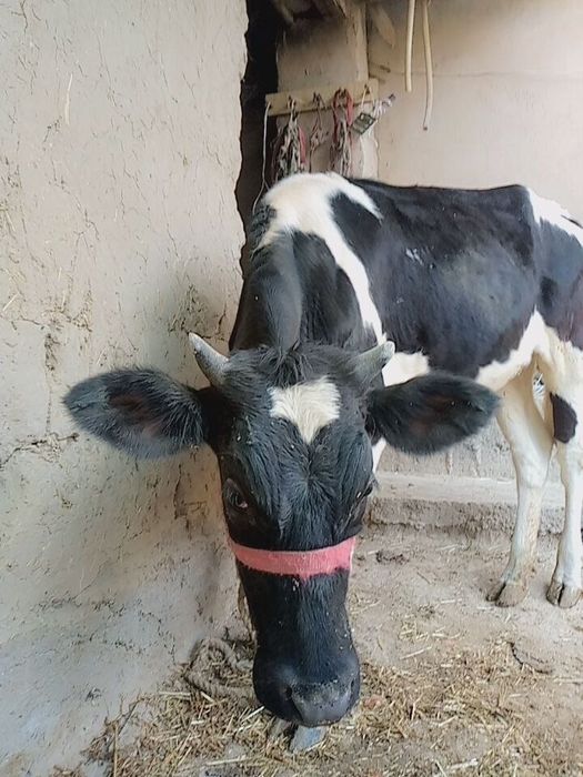 Mol sotiladi qornida bolasi bor