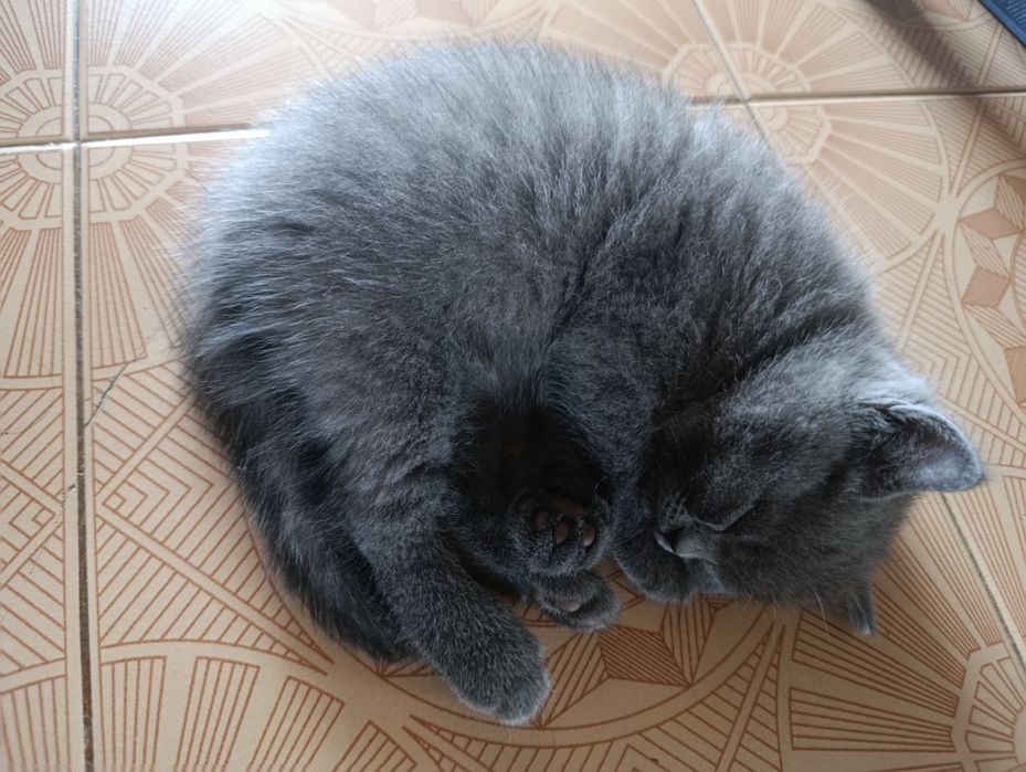 Британски котета