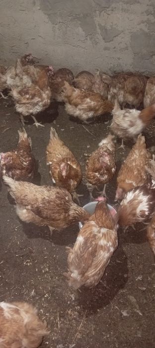 Тауыктар сатылады Ломан