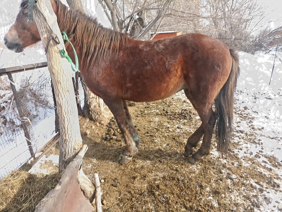 Семиз бие сатамын