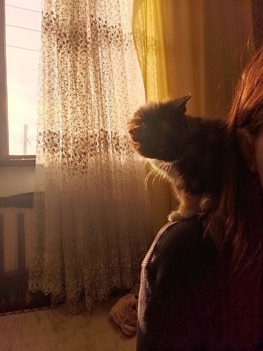 Отдам котёнка бесплатно