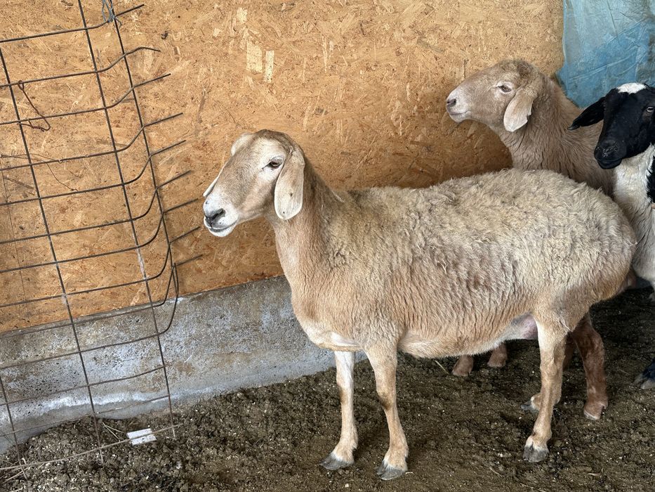 Qirgiziston ARASHANI ona bola