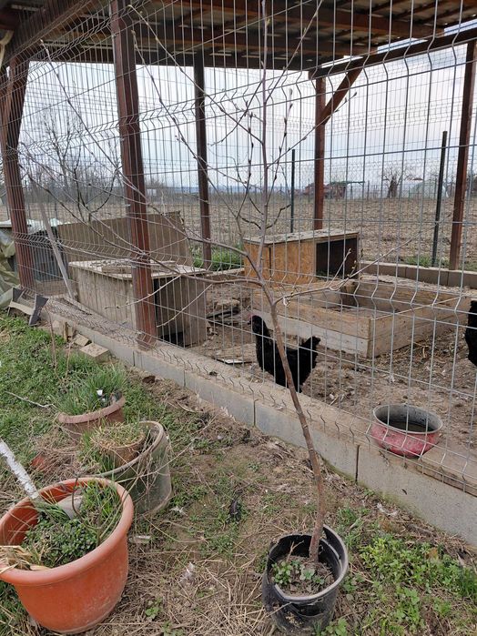 Vând 2 mesteceni la ghiveci