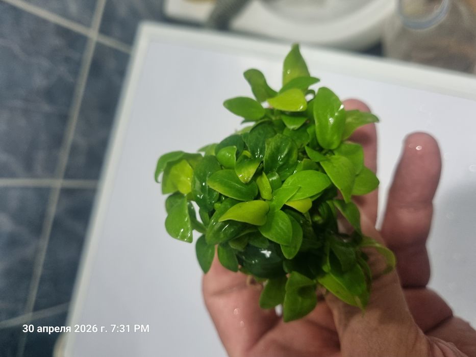 Продам анубисы и буцефоландры