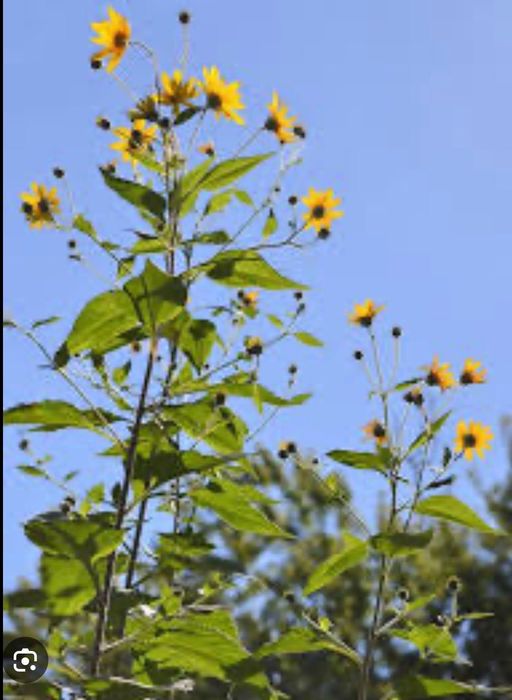 Земна ябълка-гулия