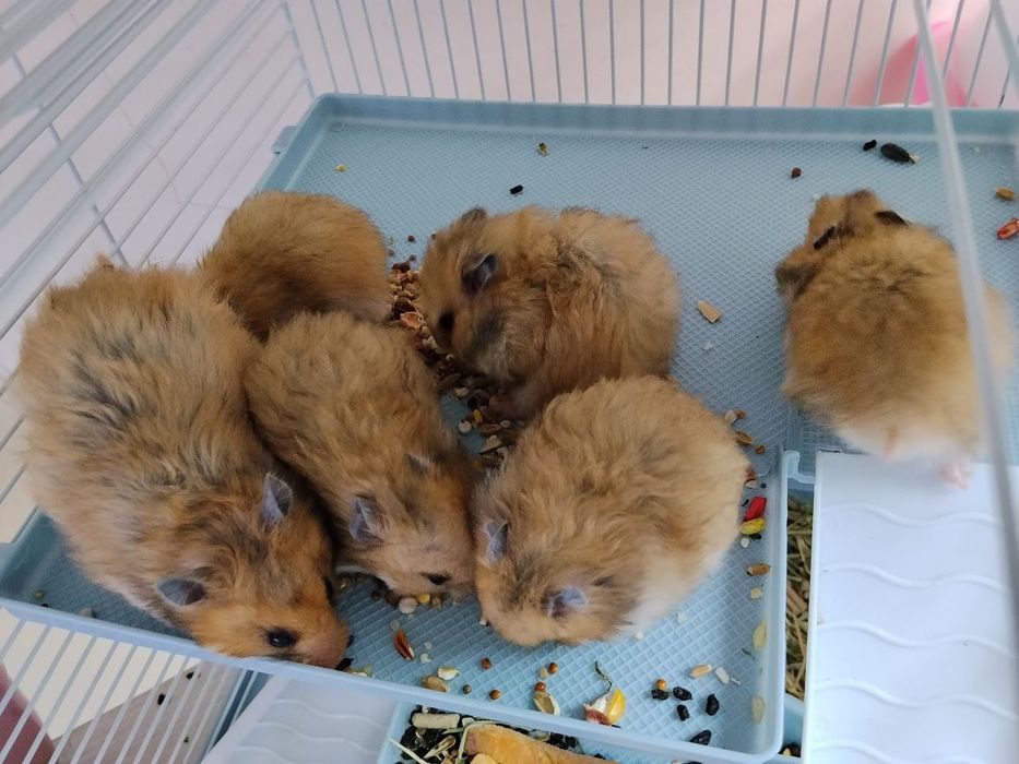 Сирийские хомяки