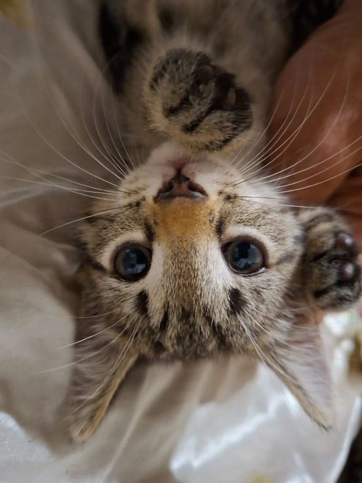 Отдам котят в добрые руки