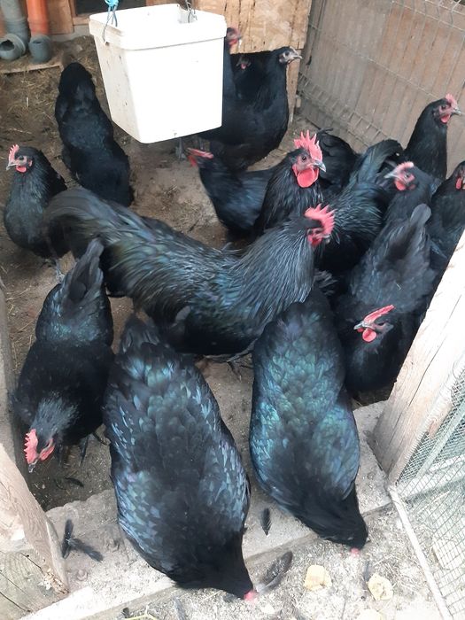 Pui si oua Australorp,rasa pura.
