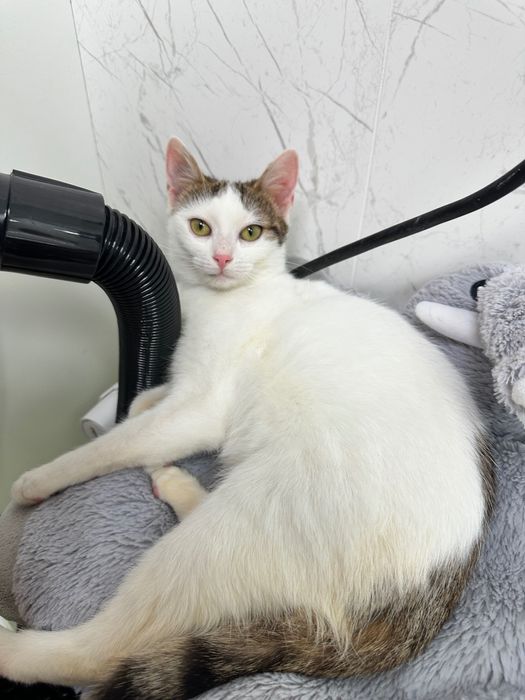 Adopție pisicuță torcacioasa și lipicioasă