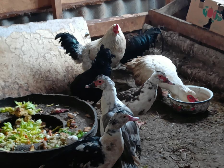 Әтештер сатылады 5000 Адлер, кучин