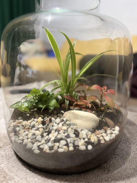 Aranjament plante din sticla